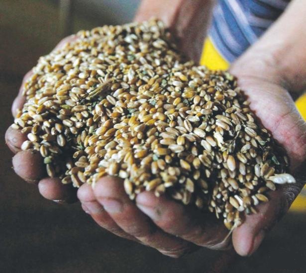 HANDFULS OF RICE OR OATS