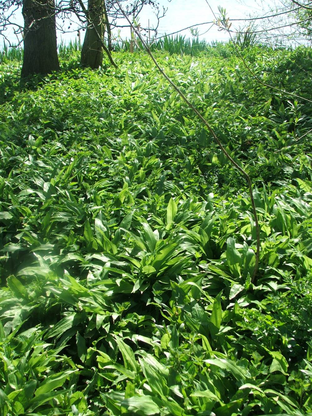 Wild Garlic Leaves in the Wild