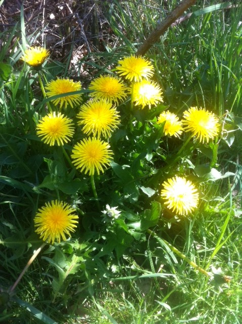 Dandelion, Flower&Leaves