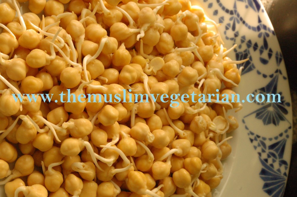 Sprouted Chick Peas Perfect for Salad or Raw Humous