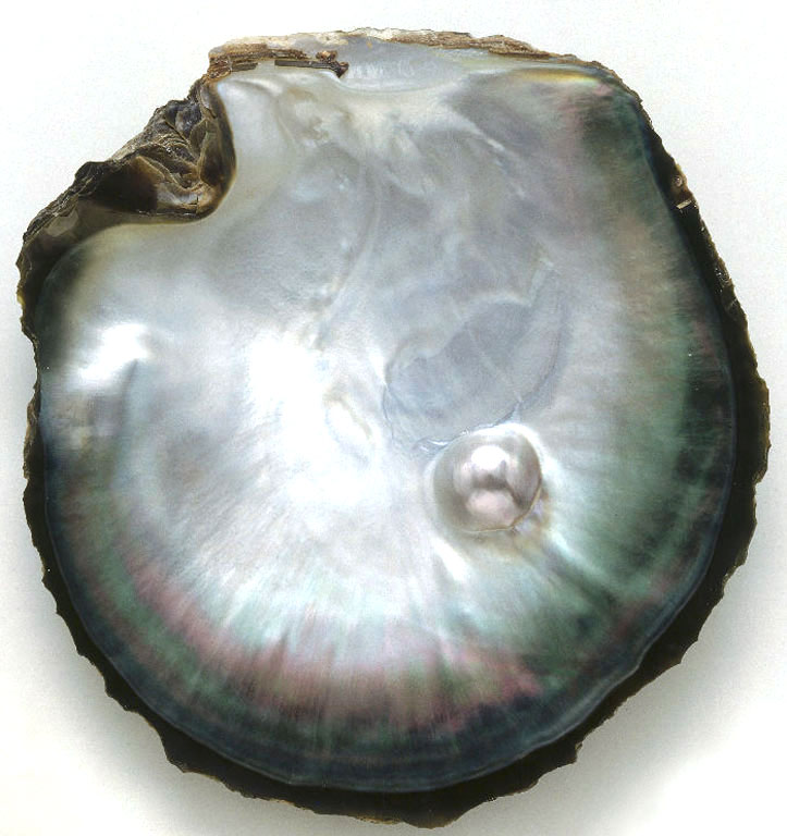 pearl-in-shell